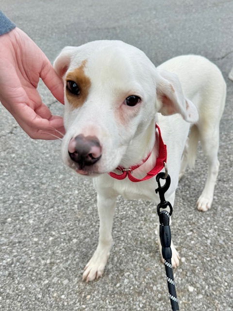 adoptable Dog in Brewster, NY named Jax (Snake Eye)