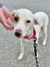 adoptable Dog in brewster, NY named Jax (Snake Eye)