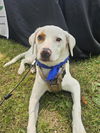 adoptable Dog in  named Jax (Snake Eye)