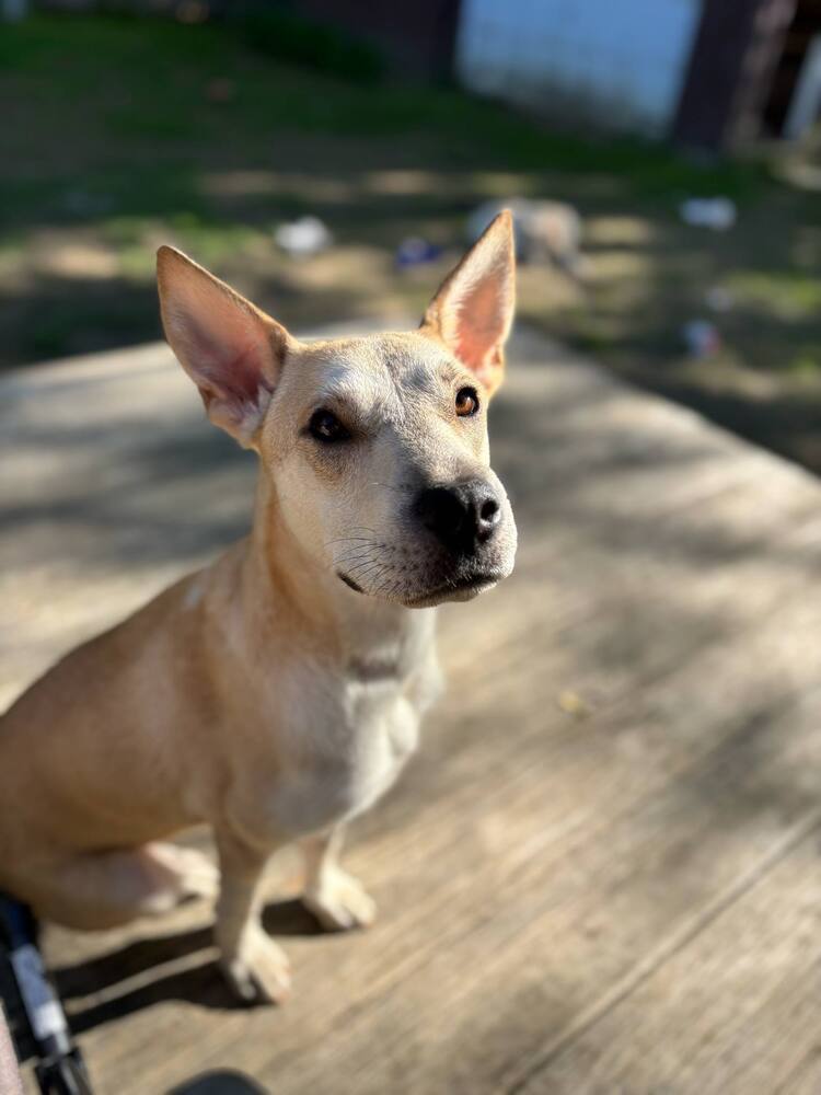 adoptable Dog in Brewster, NY named Bonnet