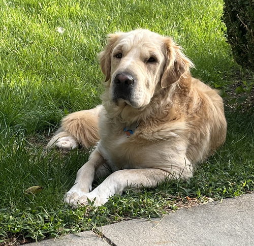 KENNEDY - Great Pyrenees / Golden Retriever available for adoption