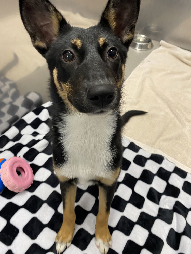 adoptable Dog in Brewster, NY named Belle (Holiday Litter)