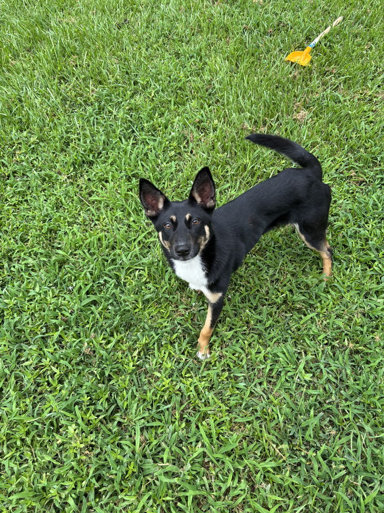 adoptable Dog in Brewster, NY named Belle (Holiday Litter)