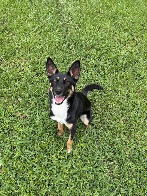 BELLE (HOLIDAY LITTER) - German Shepherd Dog available for adoption