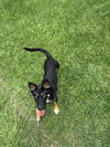 Belle (Holiday Litter) - Photo 4