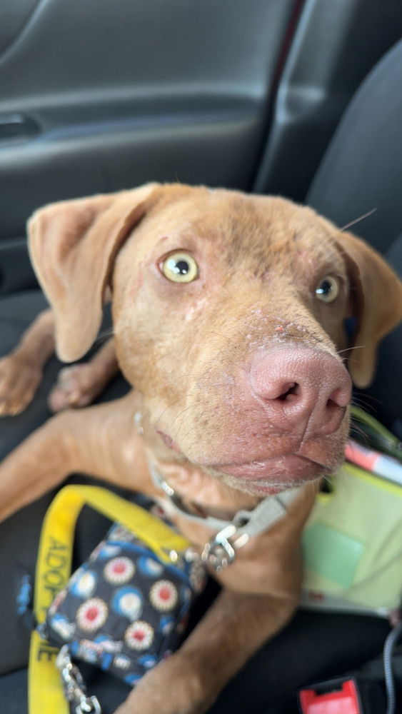 adoptable Dog in Brewster, NY named Bailey (fka Shrek)
