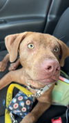 adoptable Dog in brewster, NY named Bailey (fka Shrek)