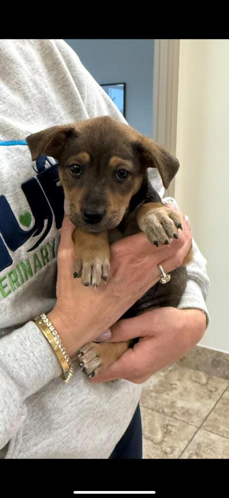 adoptable Dog in Brewster, NY named Kiwi