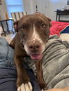 adoptable Dog in brewster, NY named Sadie the Sweet