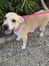 adoptable Dog in brewster, NY named Olive (Tree Litter)