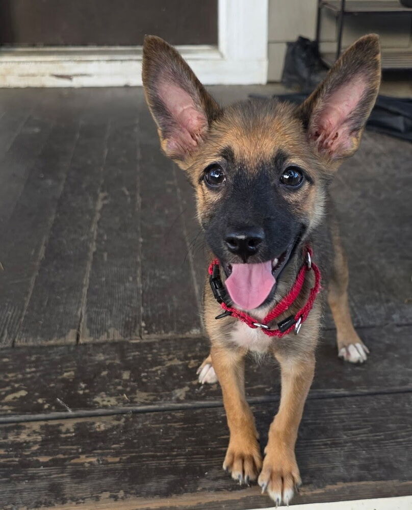 adoptable Dog in Brewster, NY named Bianca (B Puppies)