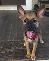 adoptable Dog in brewster, NY named Bianca (B Puppies)