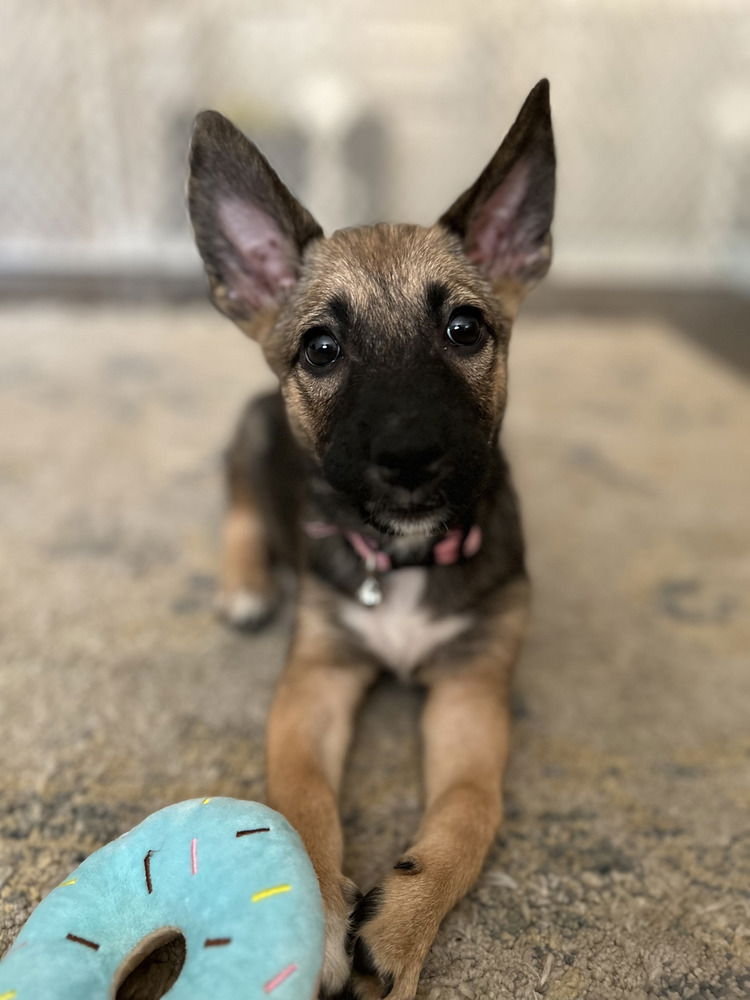adoptable Dog in Brewster, NY named Bliss (B Puppies)