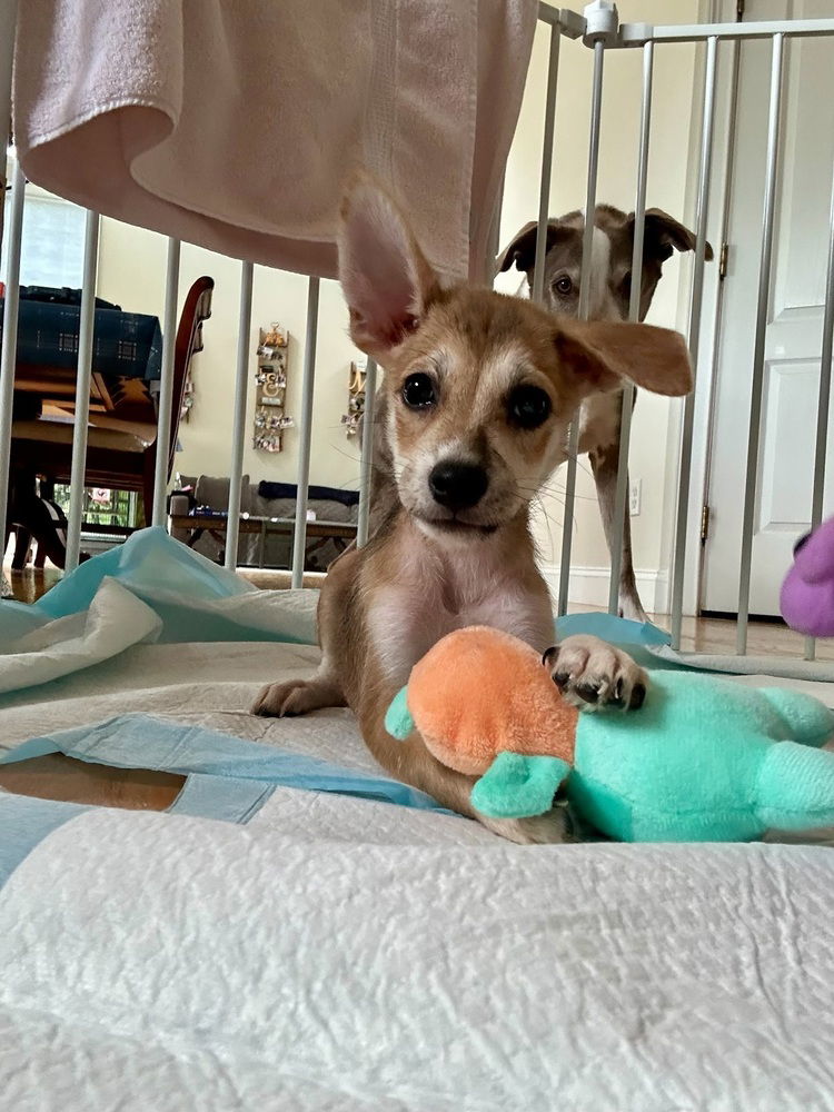 adoptable Dog in Brewster, NY named Bernie (B Puppies)