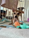 adoptable Dog in brewster, NY named Bernie (B Puppies)