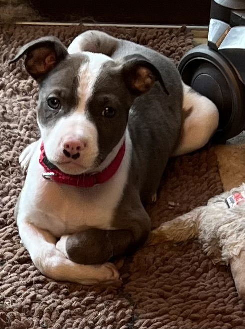 adoptable Dog in Brewster, NY named Hanky Panky (Alcatraz A Crew)