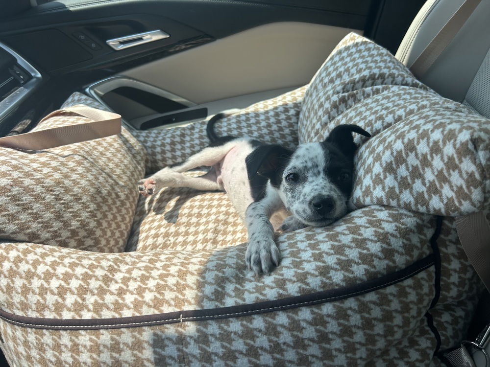 adoptable Dog in Brewster, NY named Achieve (A Crew)