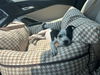 adoptable Dog in brewster, NY named Achieve (A Crew)