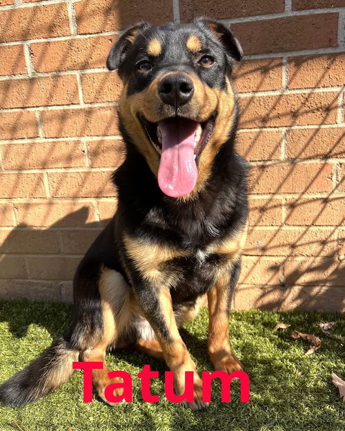 Tatum (T Brothers)