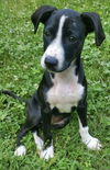 adoptable Dog in  named Twilight (My Little Pony Litter)