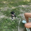 adoptable Dog in brewster, NY named Rainbow (My Little Pony Litter)