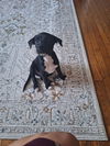 adoptable Dog in brewster, NY named Rarity (My Little Pony Litter)