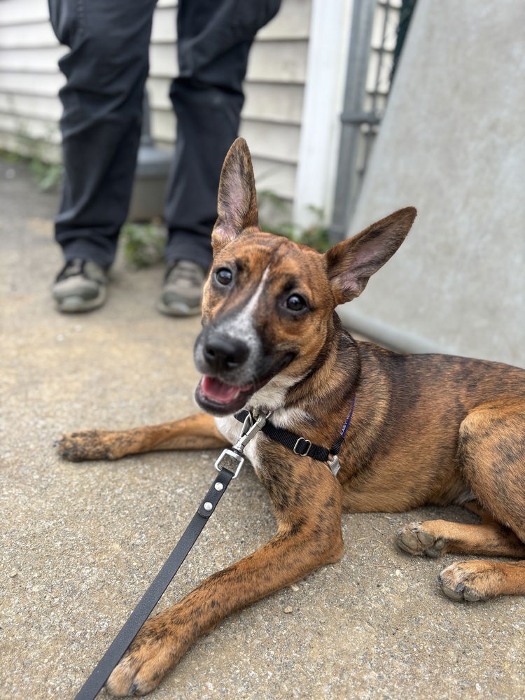adoptable Dog in Brewster, NY named Maple aka Fearless (F Siblings)