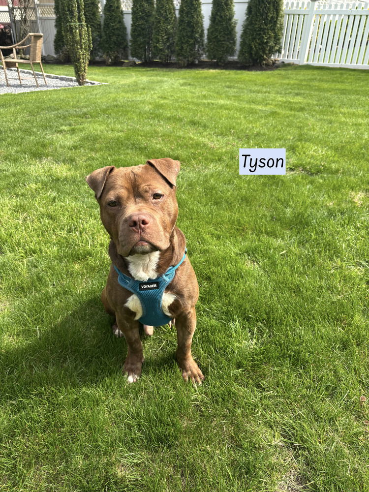 adoptable Dog in Brewster, NY named Tyson