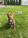adoptable Dog in  named Tyson