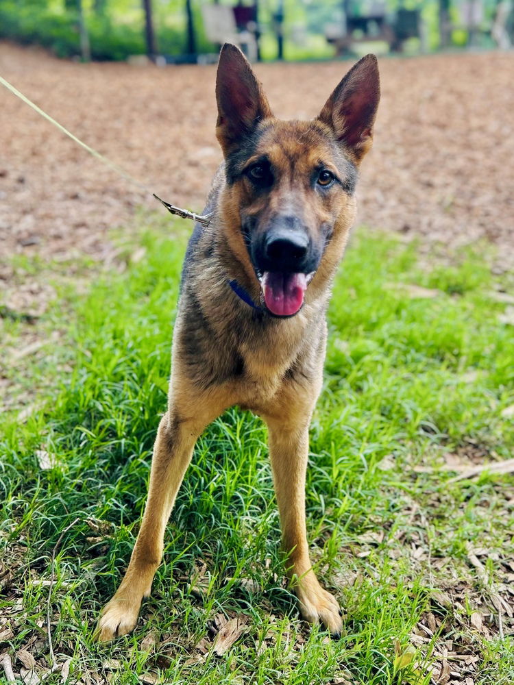 adoptable Dog in Brewster, NY named Corbin the Courageous