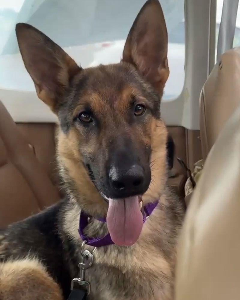 adoptable Dog in Brewster, NY named Corbin the Courageous