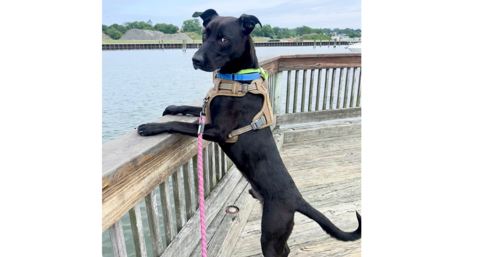 adoptable Dog in Brewster, NY named Lucky the Love