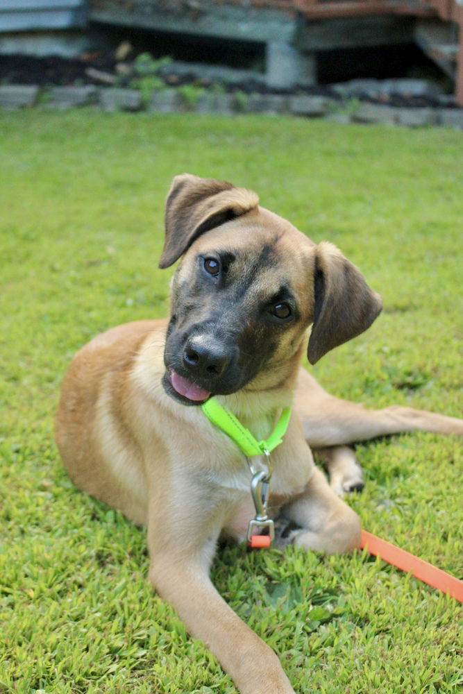 adoptable Dog in Brewster, NY named Lila the Lovely