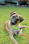 adoptable Dog in brewster, NY named Lila the Lovely