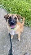 adoptable Dog in  named Lila the Lovely