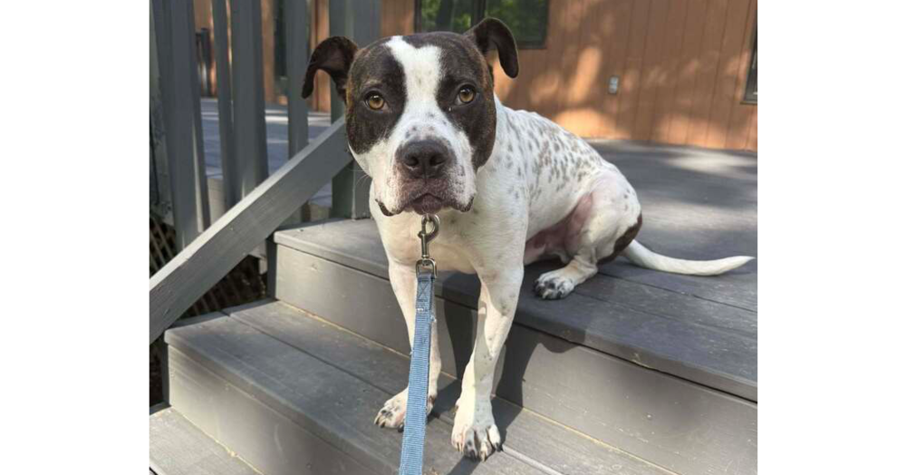adoptable Dog in Brewster, NY named Lark
