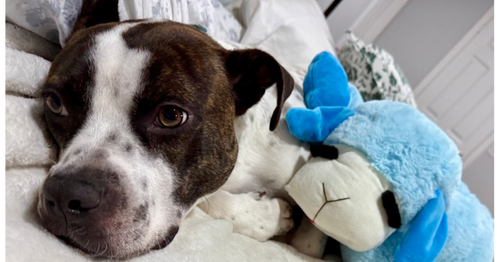 LARK - Staffordshire Bull Terrier available for adoption
