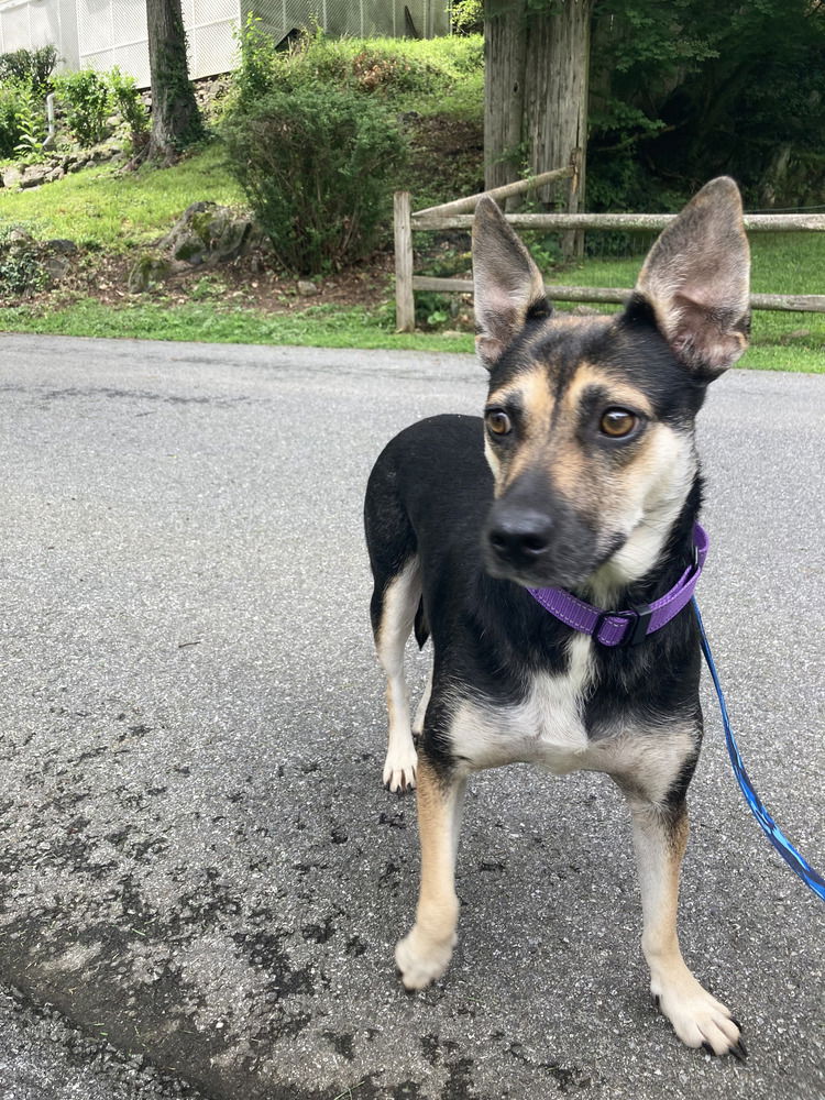 adoptable Dog in Brewster, NY named Cherry Chutney