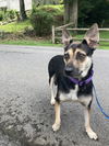 adoptable Dog in brewster, NY named Cherry Chutney