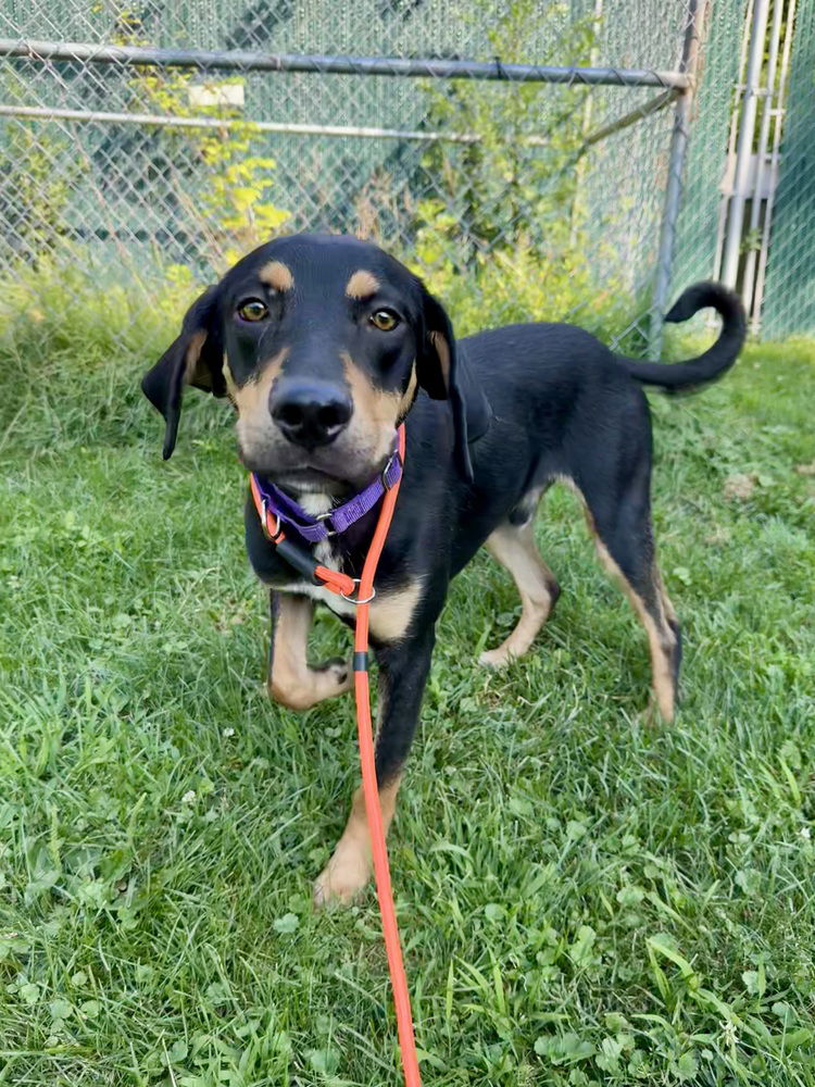 adoptable Dog in Brewster, NY named Nissan (Bartow Buddies)