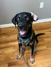 adoptable Dog in brewster, NY named Reece (Bartow Buddies)