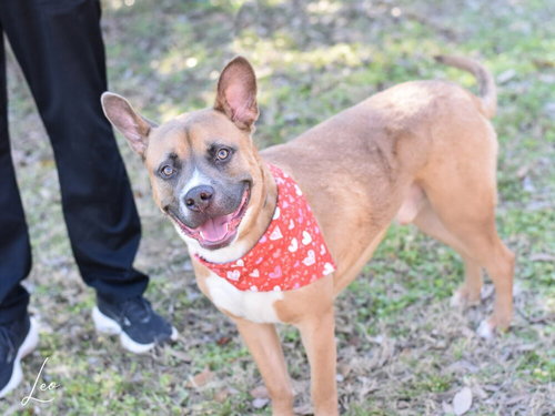 LEO - Labrador Retriever / Pit Bull Terrier available for adoption