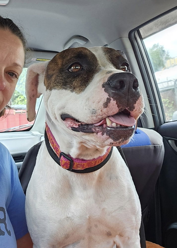adoptable Dog in Brewster, NY named Marcella