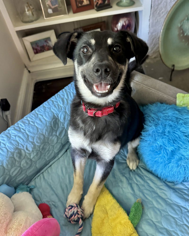 adoptable Dog in Brewster, NY named Mina