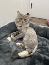 adoptable Cat in brewster, NY named Seymour