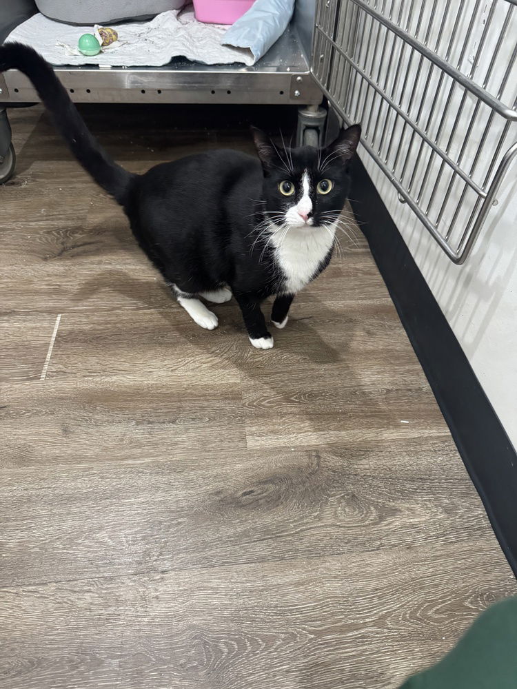 adoptable Cat in Brewster, NY named Prince