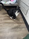 adoptable Cat in brewster, NY named Prince