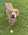 adoptable Dog in brewster, NY named Luna the Love