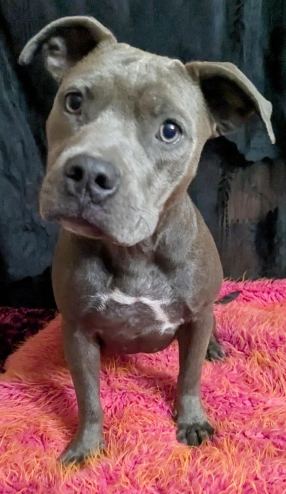 adoptable Dog in Brewster, NY named Willow the Warmhearted