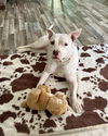 adoptable Dog in  named Snow the Smiley